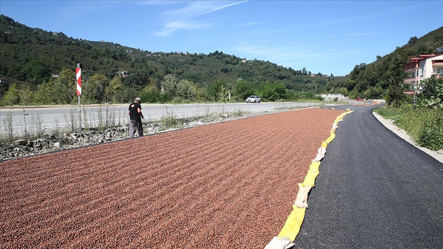 Giresun'da yeni yapılan kara yolu fındık harmanı oldu