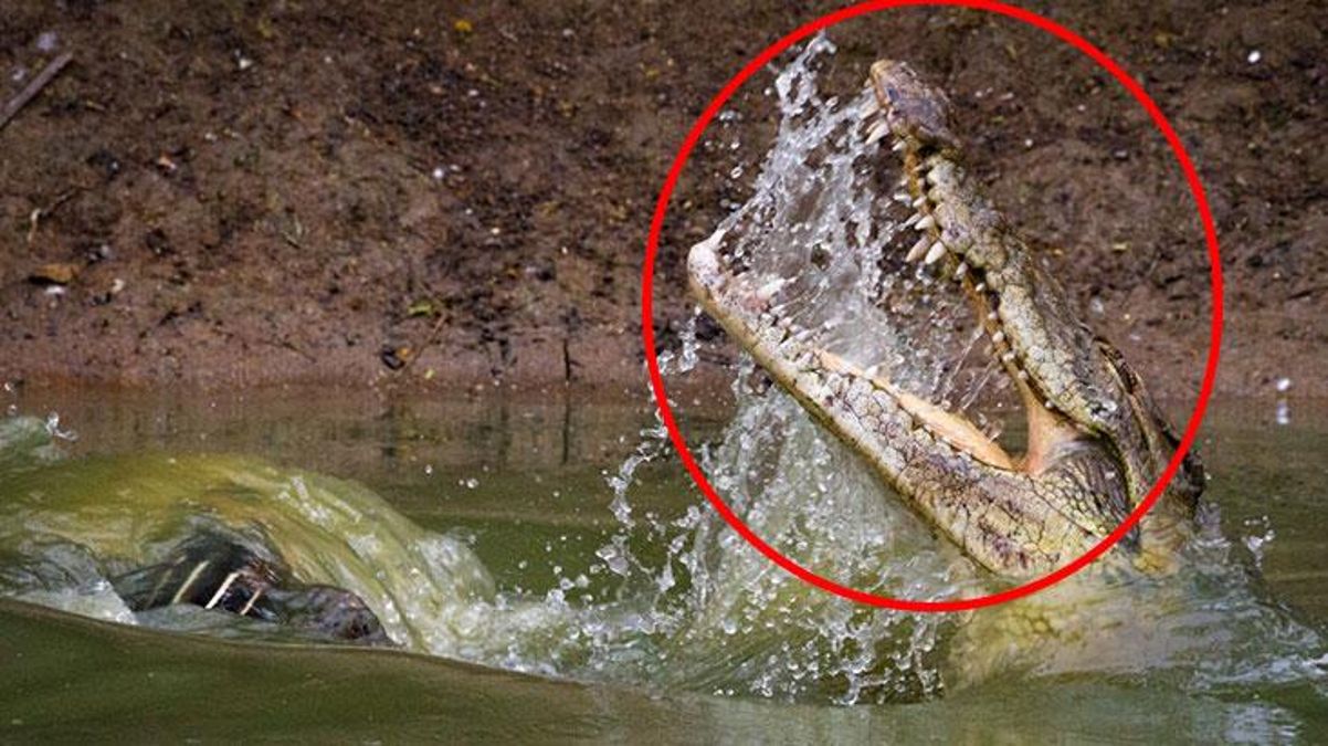 Nehrin içinden aniden fırlayan timsah, çocuğu kaptı! 10 dakika sonra olanlara kimse inanamadı