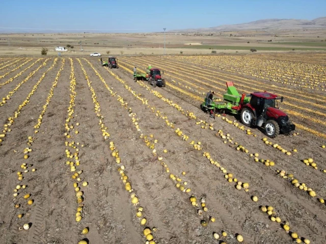 Sarı altında hasat başladı! Tarlada kilosu 130 TL